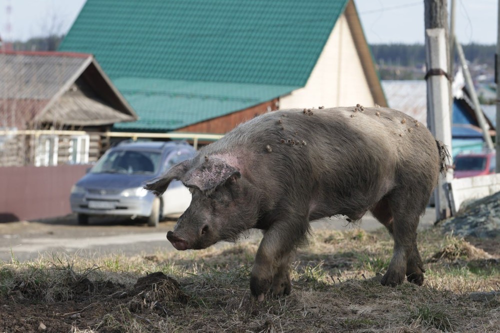Свиней заметили на улицах Ревды. Животных не увезли к новому хозяину, несмотря на решение суда