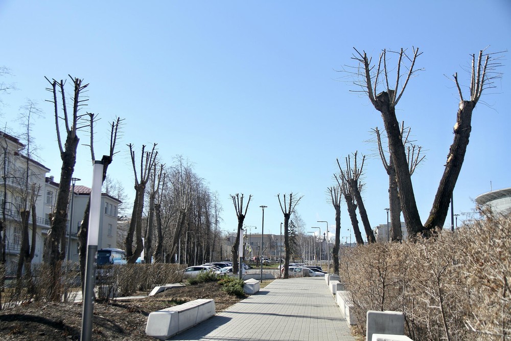 Сквер Медиков с обрезанными тополями. Фото: Мария Рубинина / It's My City