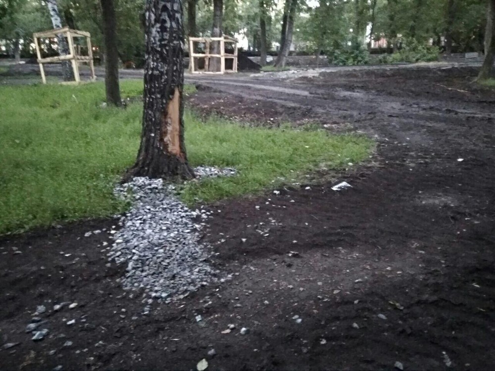 Задира на стволе березы. Фото: «Парки и скверы»