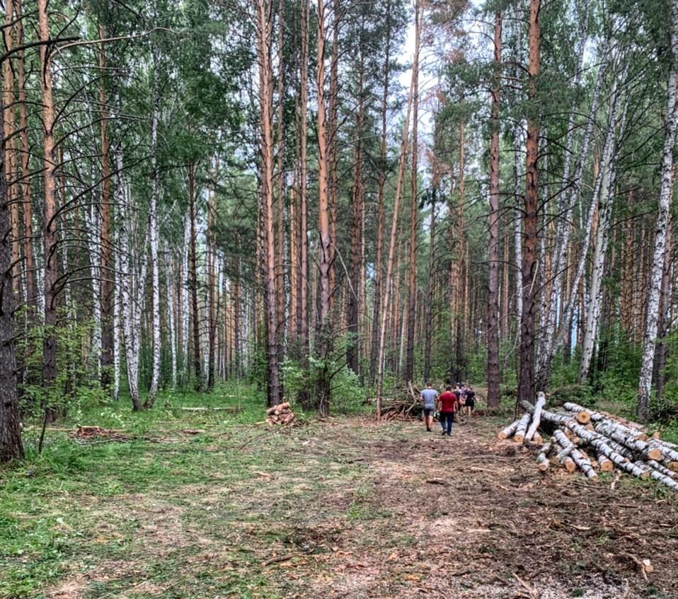 Валят не только сосны, но и березы. Фото: Алексей Куманяев
