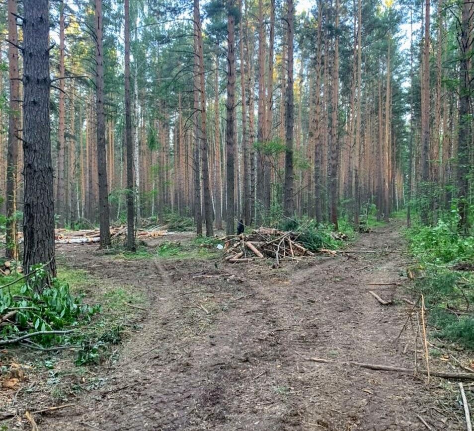 Кучи обрубков и веток, оставленные в лесу